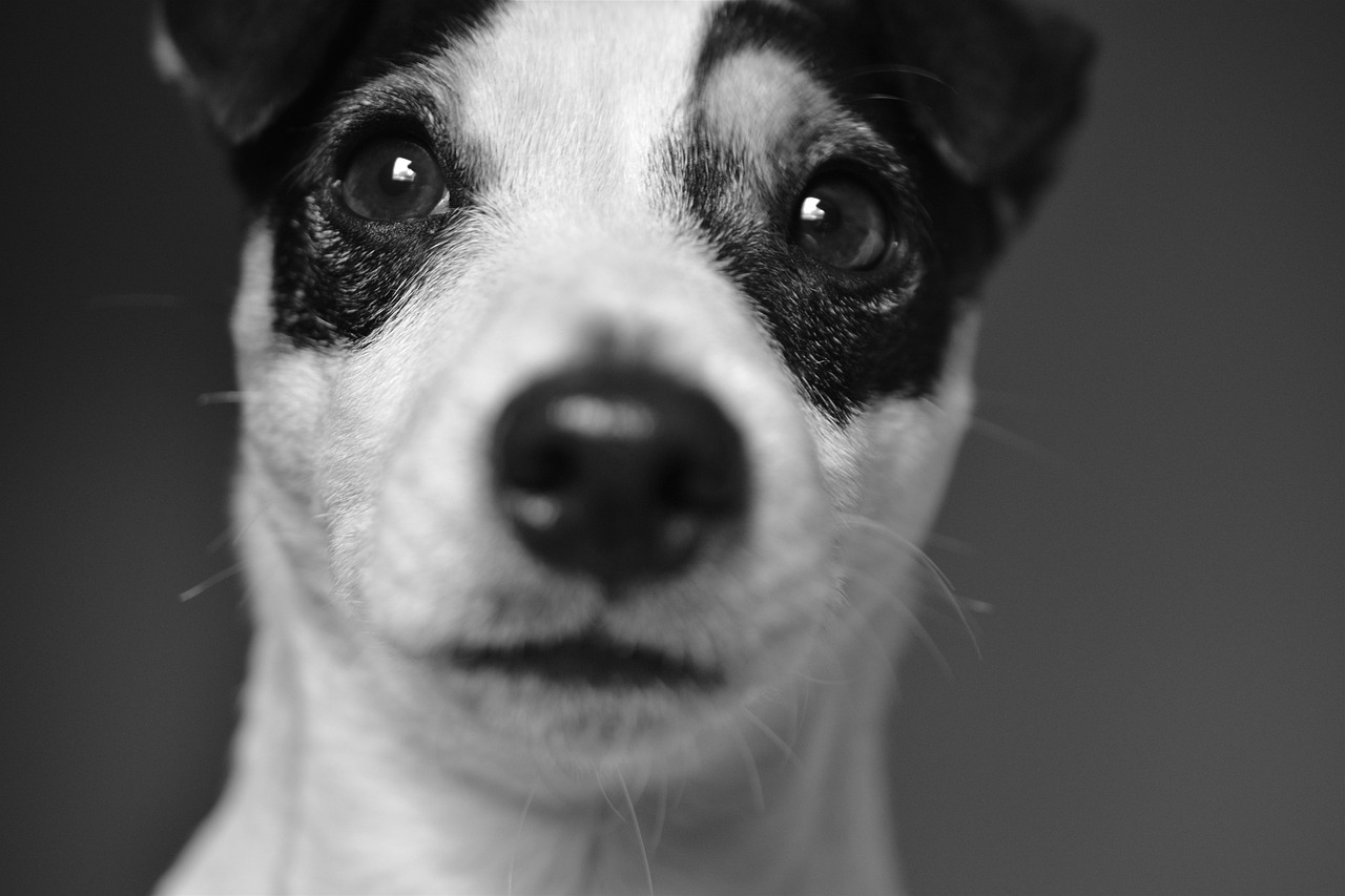 How to Teach Your Dog to Love the Bath